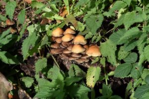 A cluster of brown mushrooms grows on decaying wood surrounded by lush green nettle leaves and plants in a forest setting. Sunlight filters through, highlighting the mushrooms and foliage.