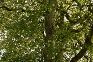 A large tree trunk with thick branches and dense green leaves, sunlight filtering through the foliage.