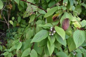 Green leaves with a few reddish ones and clusters of small white berries grow on reddish stems in a dense shrub. Some leaves have spots or damage, and the background is filled with more foliage.