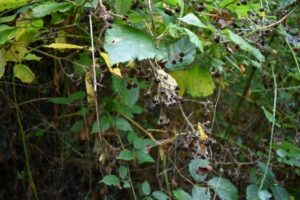 A cluster of blackberry bushes with green leaves and shrivelled, dried blackberries hanging from the branches, indicating the end of the fruiting season. Some yellow leaves are also visible among the foliage.