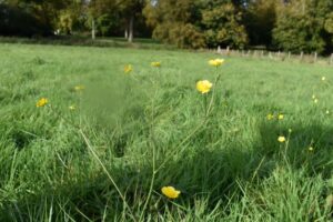 Yellow wildflowers grow among tall green grass in a sunlit field, with trees and a wooden fence visible in the background under a clear sky.