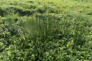 A patch of tall, thin green grass grows amid shorter, leafy plants in a sunlit, grassy field. The background shows uneven terrain covered with more greenery.