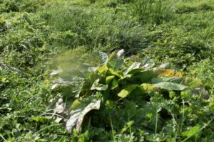 A cluster of broad green leaves grows among dense grass and other leafy plants in a sunlit patch of vegetation.