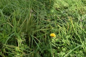 A single yellow dandelion flower grows among dense, green grass and leafy plants, with sunlight casting shadows over the foliage.