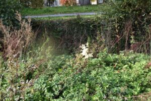 Overgrown greenery and wild plants fill a roadside ditch, with a blurred patch near the centre. A road and stone buildings with windows are visible in the background.