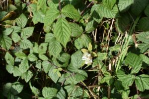 Green leaves of a wild blackberry plant with a small cluster of white flowers in the centre, surrounded by dense foliage and stems in natural sunlight.