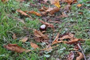 A conker, or horse chestnut, sits on grassy ground surrounded by dry, fallen brown leaves, signalling autumn. Some green patches of grass and small plants are visible among the leaves.