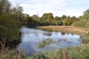 A calm pond surrounded by trees and grass under a partly cloudy sky, with some plants growing in the water and autumn foliage visible in the background.