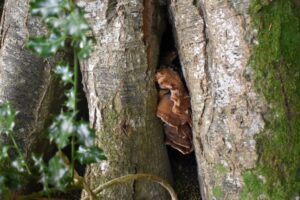 Brown fungus growing in a crevice between tree trunks, with green moss on the bark and blurred holly leaves in the foreground.