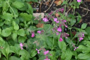 Pink wildflowers with small, delicate petals grow among green leaves and stems in a garden bed. The background shows soil and scattered dry leaves.