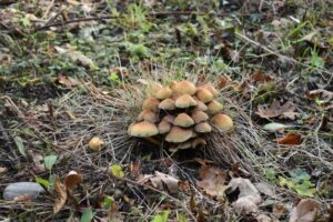A cluster of mushrooms grows from a patch of dry grass surrounded by fallen leaves and green plants on the ground. The scene has a natural, woodland appearance.