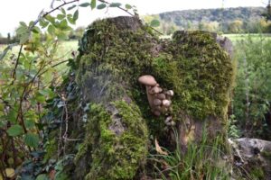 A moss-covered tree stump stands in a grassy field, with clusters of brown mushrooms growing on its side. In the background, there are green plants, trees, and a forested hill under a cloudy sky.