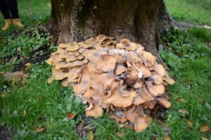 A large cluster of brown mushrooms grows at the base of a tree on green grass. Some scattered leaves and part of a person's legs and shoes are visible in the background.