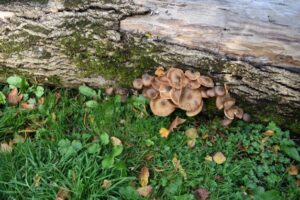 A cluster of brown mushrooms grows at the base of a mossy, fallen tree trunk, surrounded by green grass and scattered fallen leaves.