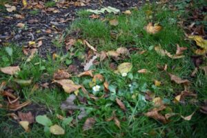 Green grass with scattered brown and yellow fallen leaves. In the centre, small white flowers are visible among the grass and leaves. The upper left portion shows a patch of bare soil.