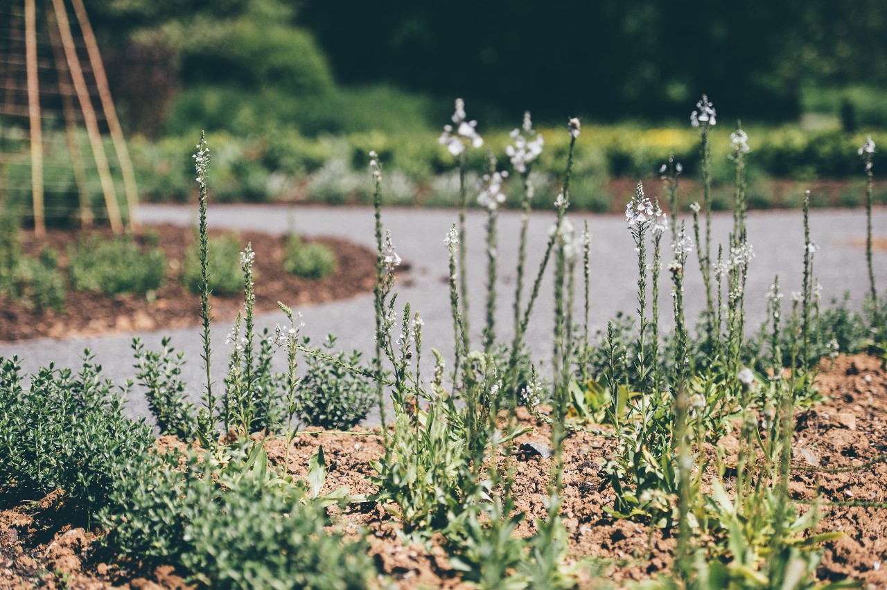  Llun agos o wely gardd gyda blodau gwyllt tal, tenau a phlanhigion gwyrdd yn tyfu mewn pridd, gyda llwybr carreg troellog a gwyrddni aneglur yn y cefndir.