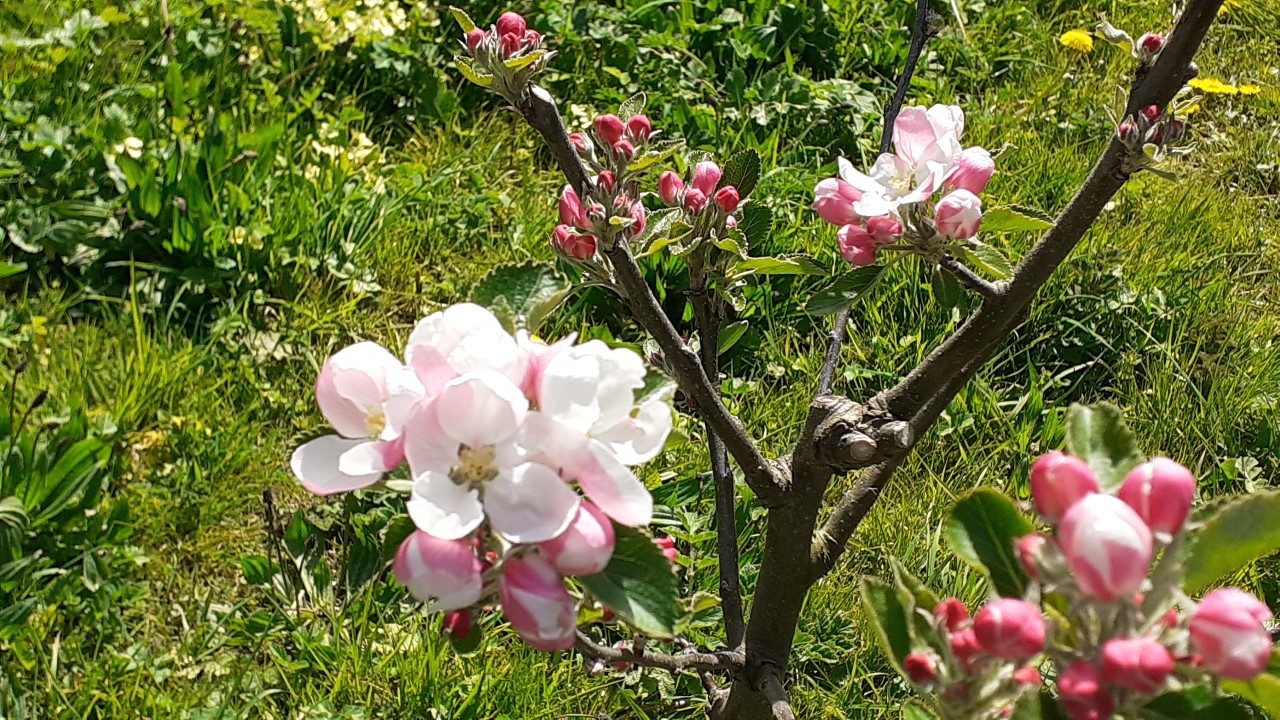  A close-up of a tree branch with pink and white blossom and flower buds, set against a background of green grass and sunlight. 