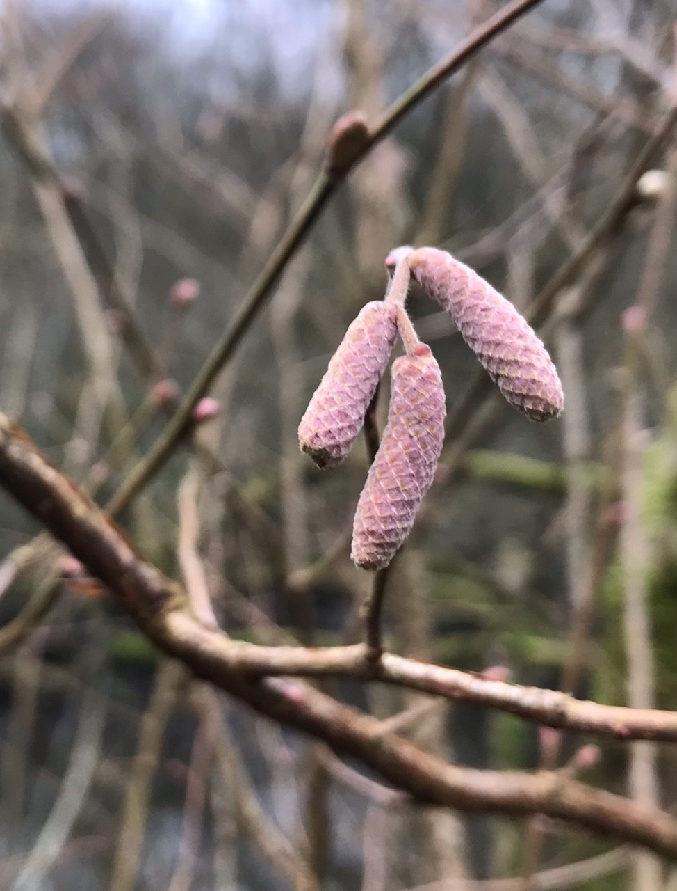 Close-up of three elongated, pinkish catkins hanging from a thin branch, with a blurred background of bare twigs and muted natural colours, suggesting early spring or late winter. 