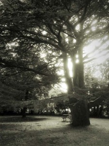 Mae coeden fawr gyda changhennau llydan yn sefyll mewn parc heulog, gan daflu cysgodion ar y glaswellt. Mae golau'r haul yn hidlo'n ddramatig drwy'r canghennau. Mae bwrdd picnic gerllaw. Mae'r ddelwedd mewn du a gwyn.