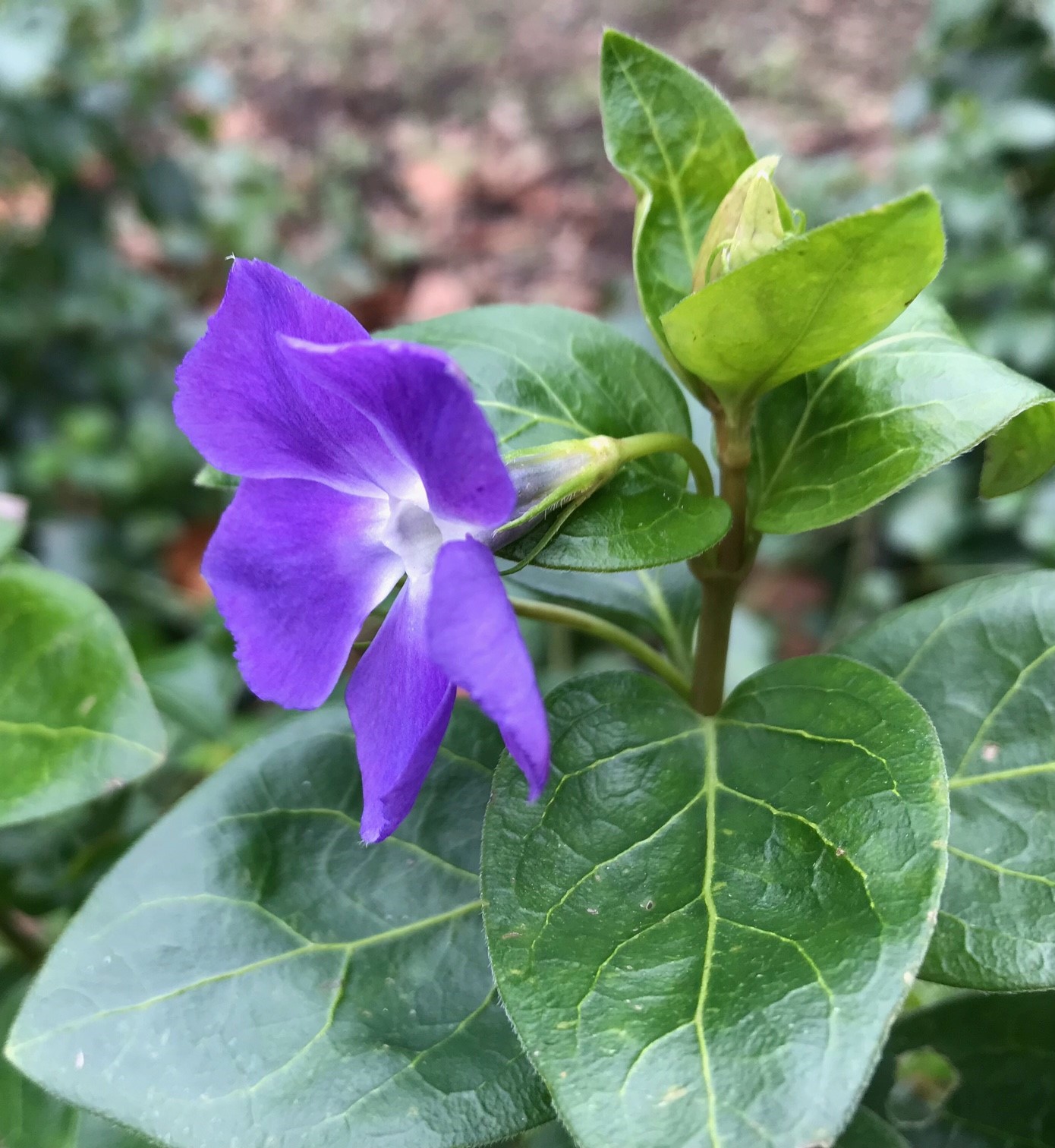  A close-up of a vibrant purple periwinkle flower with five petals, surrounded by lush, glossy green leaves. The background is slightly blurred, highlighting the flower as the main focus. 